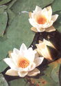 White waterlily