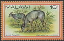 Malawi Blue Duiker (Cephalophus monticola)
