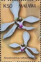 Orchids - Ancistrochilus rothschildianus