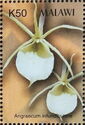 Orchids - Angraecum infundibulare