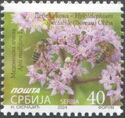 Butterfly Stonecrop (Hylotelephium spectabile) 2024 Imprint