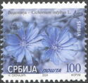 Chicory (Cichorium intybus L) 2024 imprint