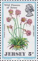 Jersey Thrift (Armeria arenaria)