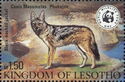 Black-backed Jackal (Canis mesomelas)