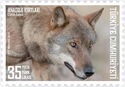 Anatolian Wolf (Canis lupus)