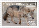 Anatolian Wolf (Canis lupus)