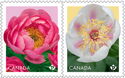 Peonies (Paeonia sp)