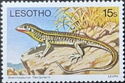 Yellow-throated Plated Lizard (Gerrhosaurus flavigularis)