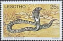 Ring-necked Spitting Cobra (Hemachatus haemachatus)