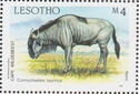 Blue Wildebeest (Connochaetes taurinus)