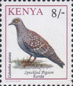 Speckled Pigeon (Columba guinea)