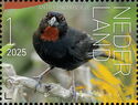 Lesser Antillean Bullfinch (Loxigilla noctis)