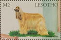 Afghan Hound