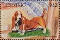 Basset Hound