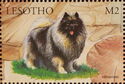 Keeshond