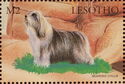 Bearded Collie
