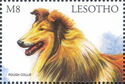 Rough Collie