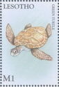 Green Sea Turtle (Chelonia mydas)
