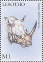 White Rhinoceros (Ceratotherium simum)