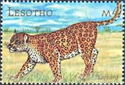 Leopard (Panthera pardus)