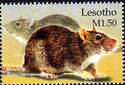 Brown rat (Rattus norvegicus)