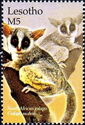 South African Galago (Galago moholi)