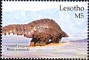 Ground pangolin (Smutsia temminckii)