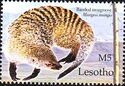 Banded mongoose (Mungos mungo)