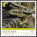 Common Lizard (Zootoca vivipara)