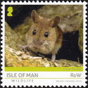 Field Mouse (Apodemus sylvaticus)
