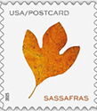 Sassafras Leaf