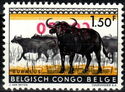African Buffalo (Syncerus caffer) - Overprinted CONGO