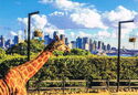 Sydney. Taronga Zoo