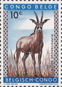 Roan Antelope (Hippotragus equinus)