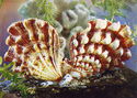 Lyropecten nodosus
