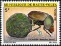 Dung Beetle (Ateuchus sacer)