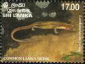 Common Lanka Skink (Lankascincus fallax)