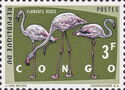 Greater Flamingo (Phoenicopterus roseus)