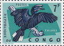Black-casqued Hornbill (Ceratogymna atrata)