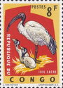 Sacred Ibis (Threskiornis aethiopicus)