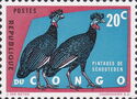 Plumed Guineafowl (Guttera plumifera)