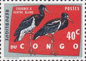  Abdim's Stork (Ciconia abdimii)