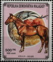Arabian Horse (Equus ferus caballus)