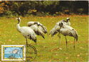 Gray Crane (Grus grus)
