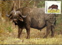African Buffalo (Syncerus caffer)