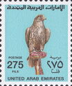 Saker Falcon (Falco cherrug)