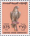 Saker Falcon (Falco cherrug)