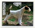 Fox Terrier (Canis lupus familiaris)