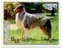 Collie (Canis lupus familiaris)