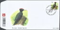 Black Woodpecker (Dryocopus martius)